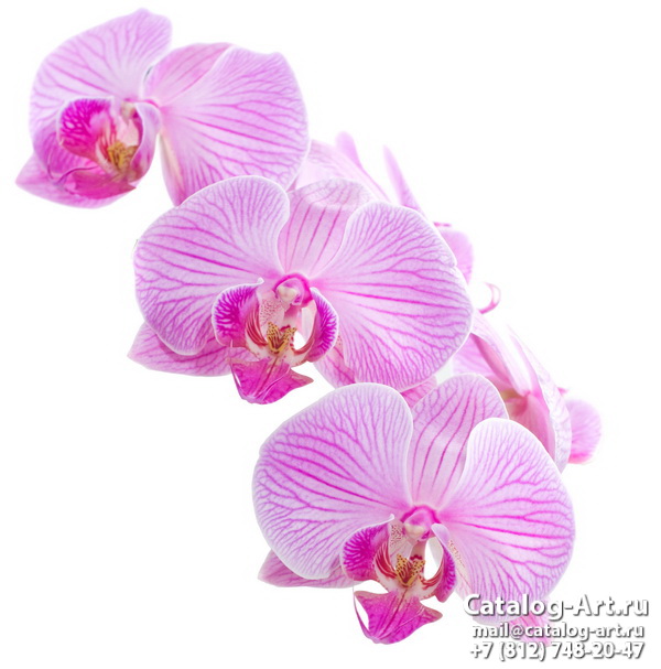 Pink orchids 21